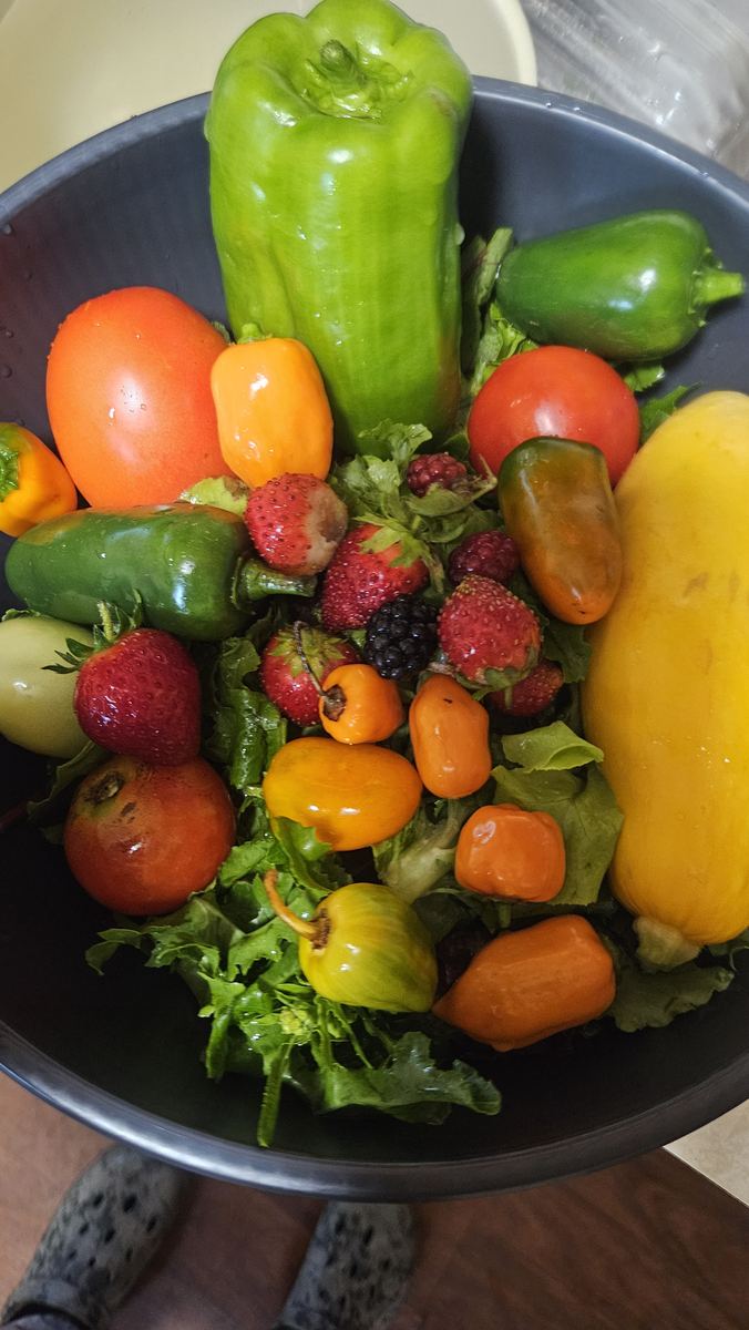 A bowl of fresh peppers, tomatoes, strawberries, blackberries, squash, and greens